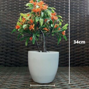 Lagos tabletop plant suppliers