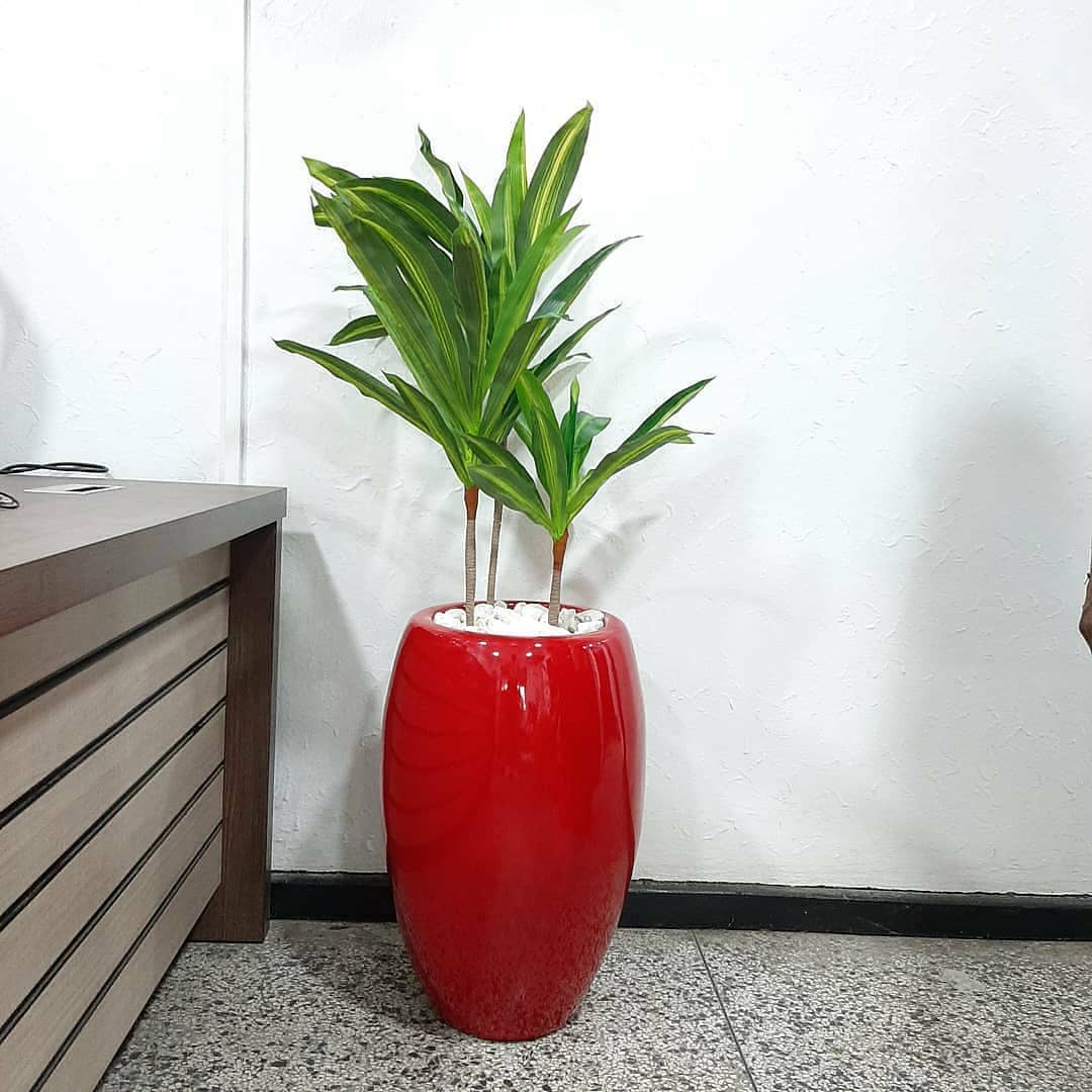 Decorative plants for homes Lagos