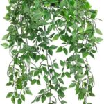 Hanging fern plants Lagos Nigeria