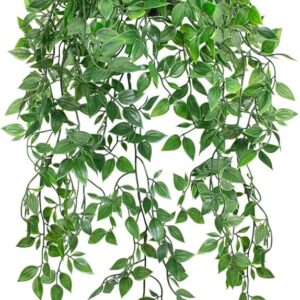 Hanging fern plants Lagos Nigeria