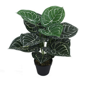 Order beautiful plants online in Lagos