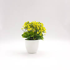 Shop tabletop plants in Lagos