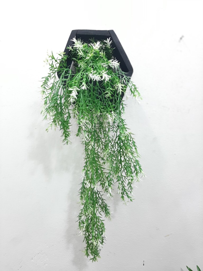 Flowering hanging plants for sale in Lagos
