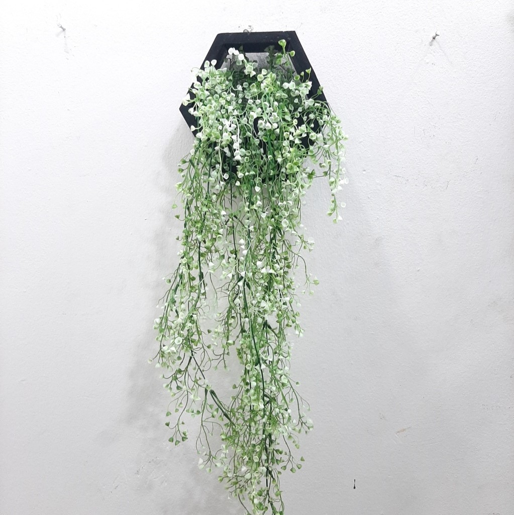 Flowering hanging plants for sale in Lagos