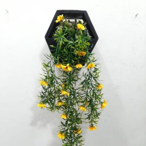 Flowering hanging plants for sale in Lagos