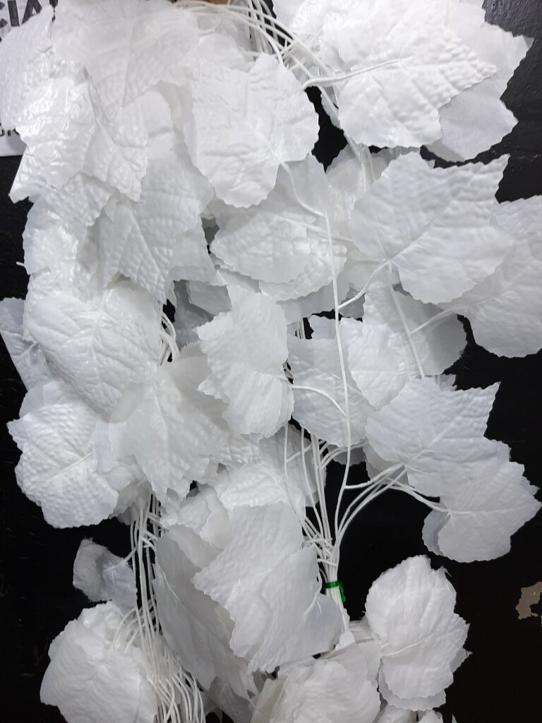 Lagos creeping plant suppliers